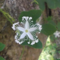 Trichosanthes cucumerina L.